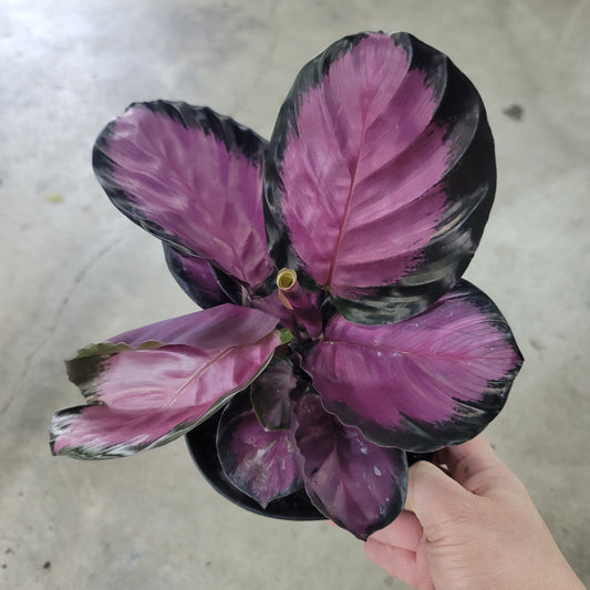 Calathea roseopicta 'Pink Star' - 6"