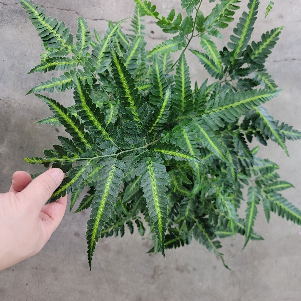 Arachniodes simplicior 'Variegata' - 6"