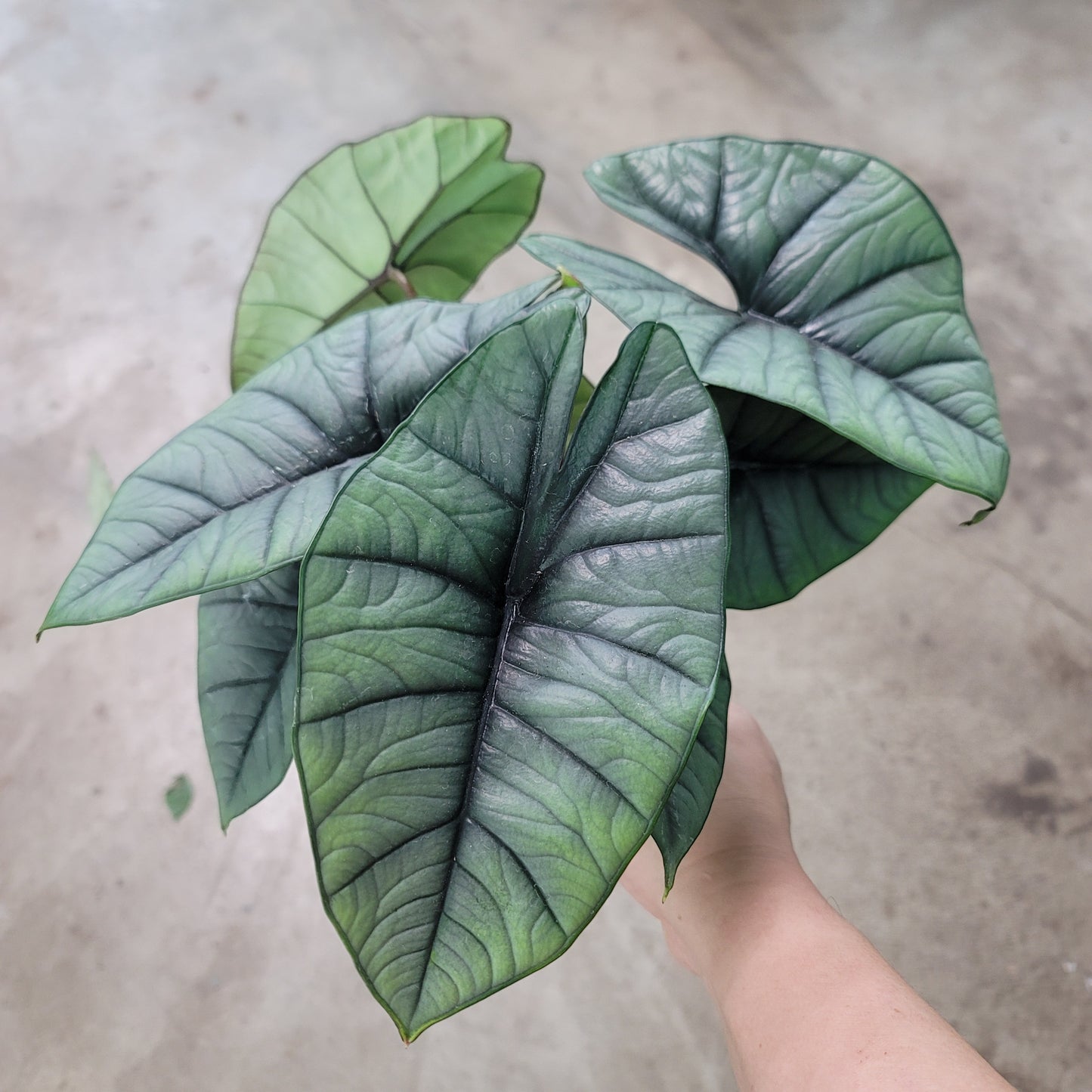 Alocasia 'Platinum' - 4"