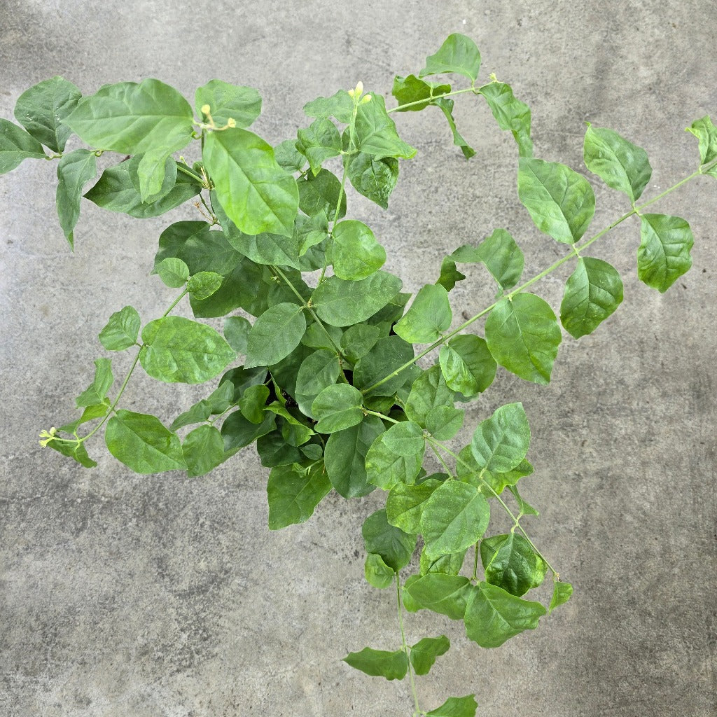 Jasminum sambac - 6"