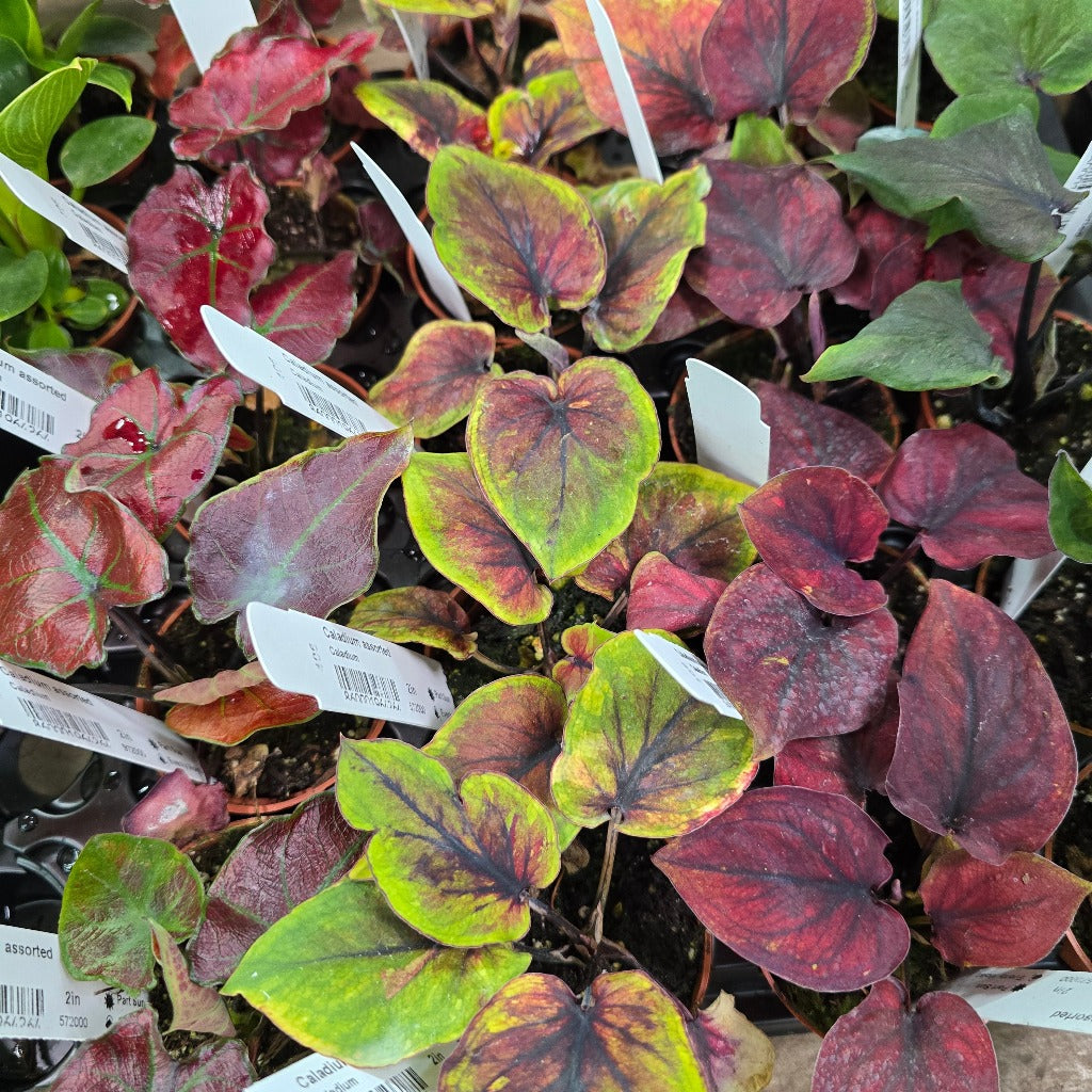 Caladium assorted - 2"