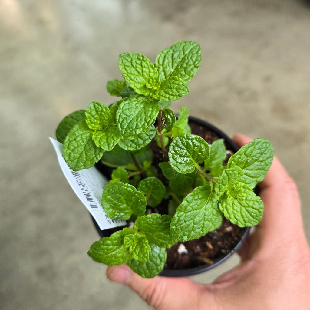 Herb - Mint Spearmint