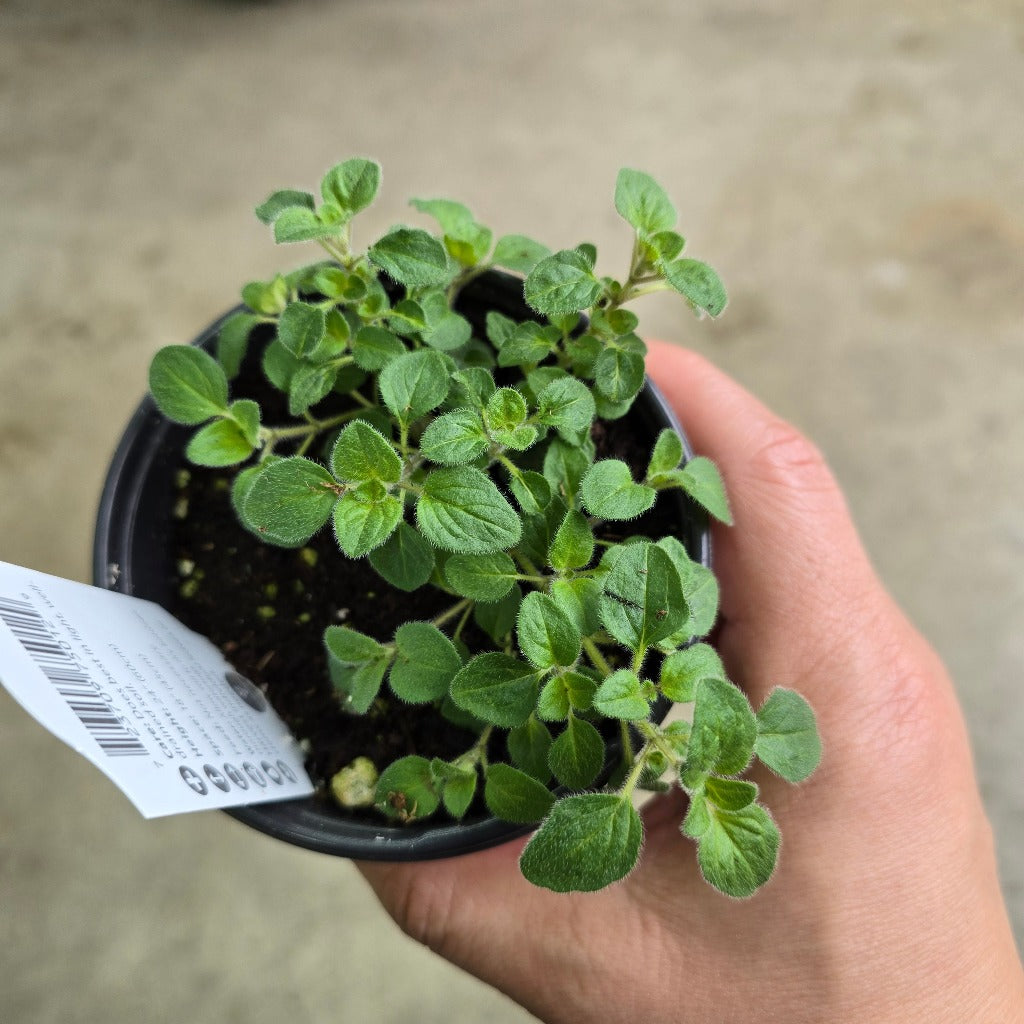 Herb - Oregano