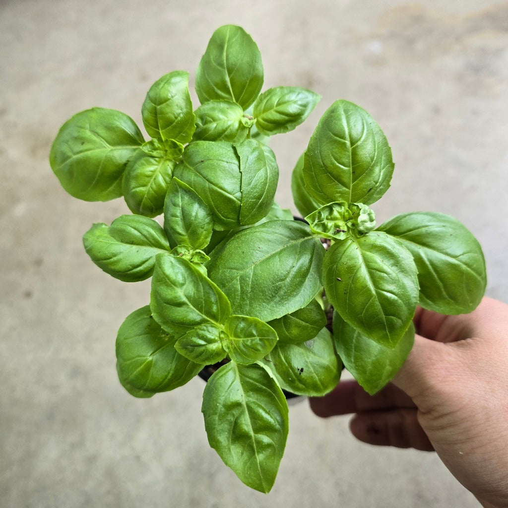 Herb - Basil