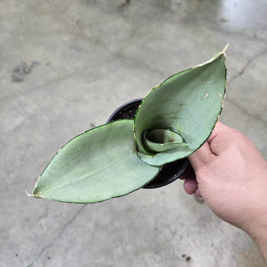 Sansevieria trifasciata 'Moonshine' - 4" (rescue)
