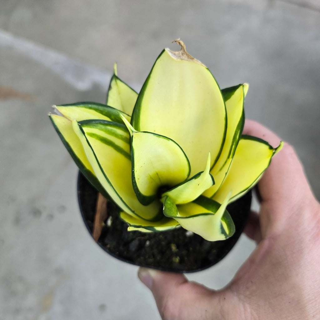 Sansevieria hahnii 'Gold Star' - 4"