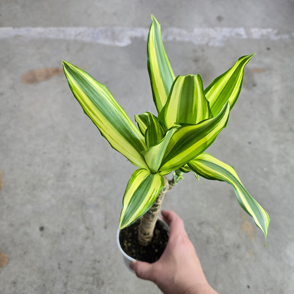 Dracaena steudneri 'Sol' -  4"