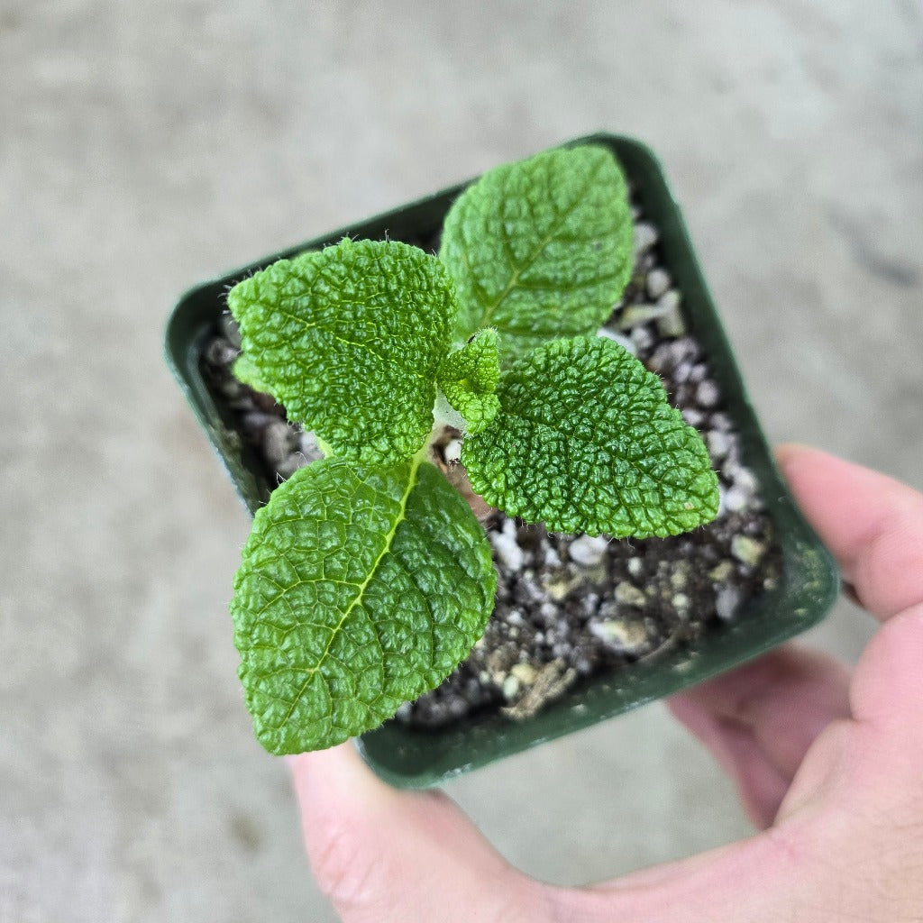 Sinningia bullata - 4"