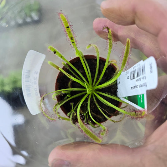 Drosera capensis - 3"