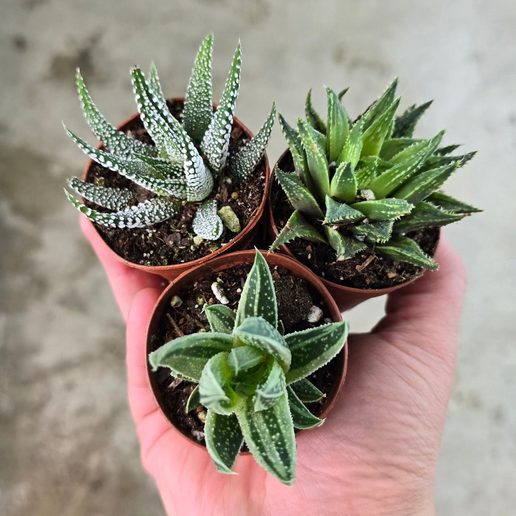Haworthia assorted - 2"