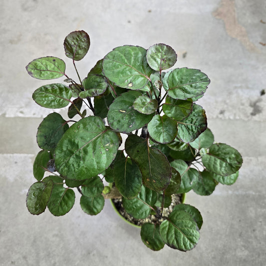 Polyscias scutellaria 'Fabian' - 6"