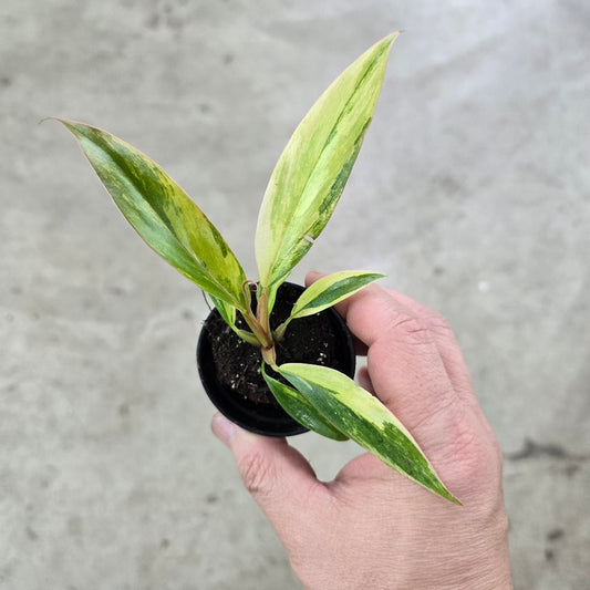 Philodendron 'Caramel  Marble' - 2"