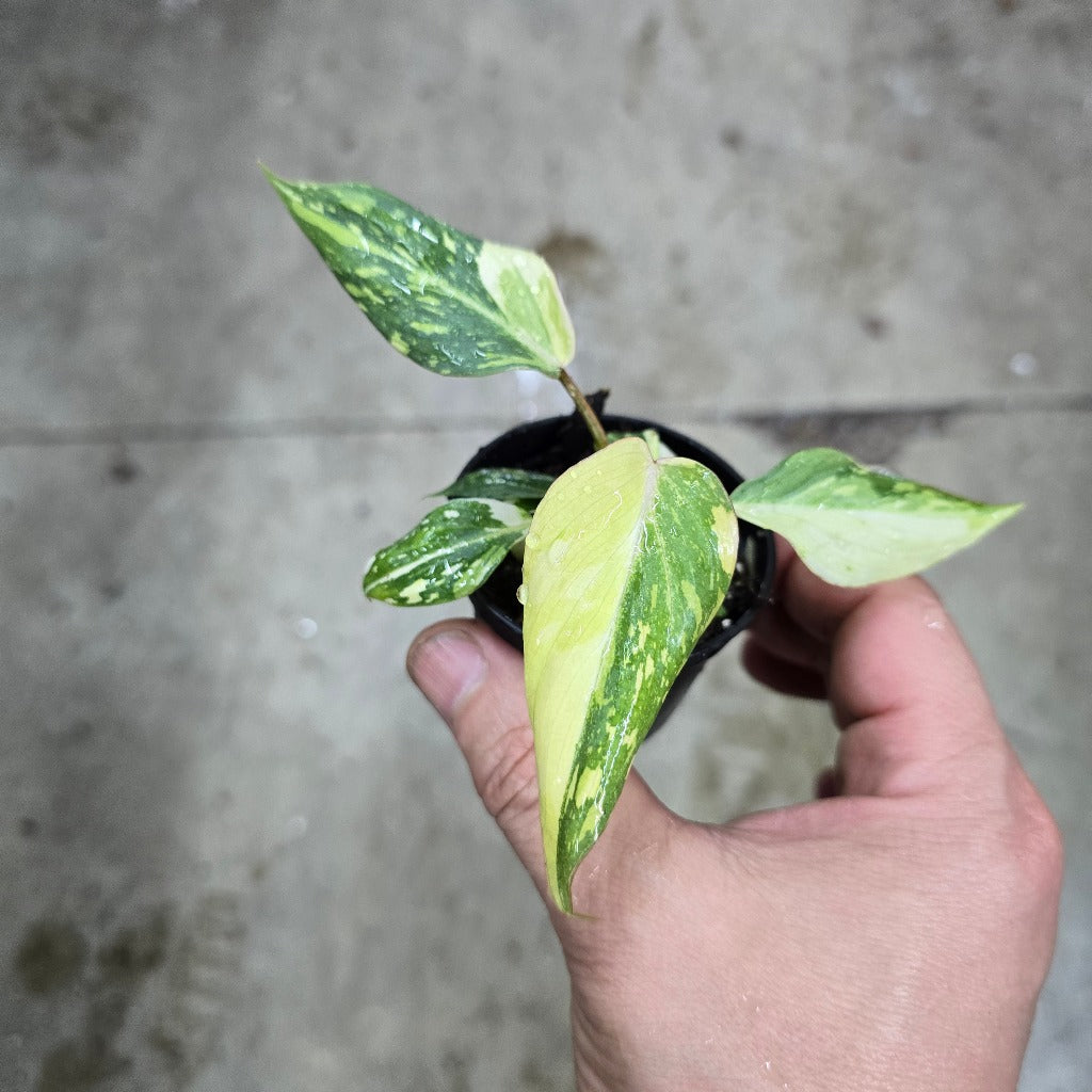 Philodendron gloriosum  'Variegata' -  2"