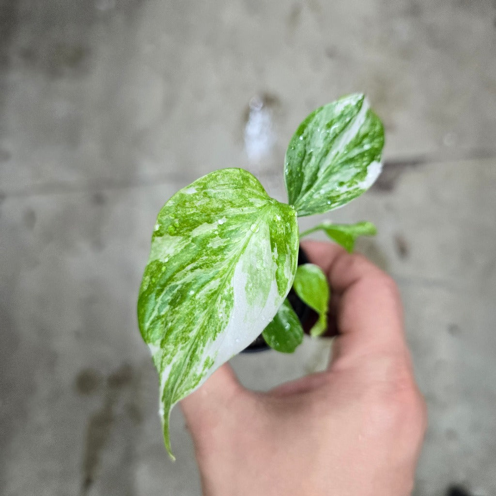 Monstera borsigiana albo - 2"