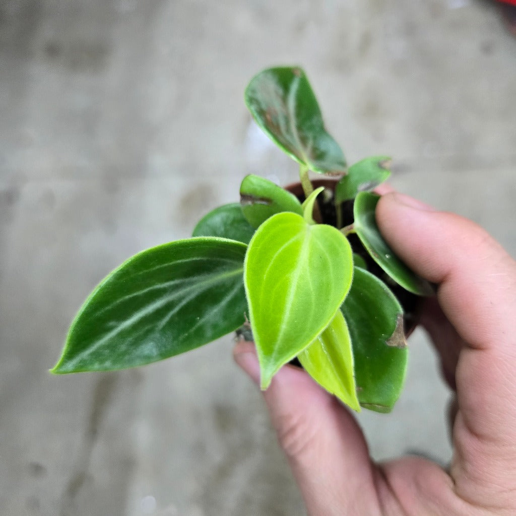 Peperomia maculosa - 4"