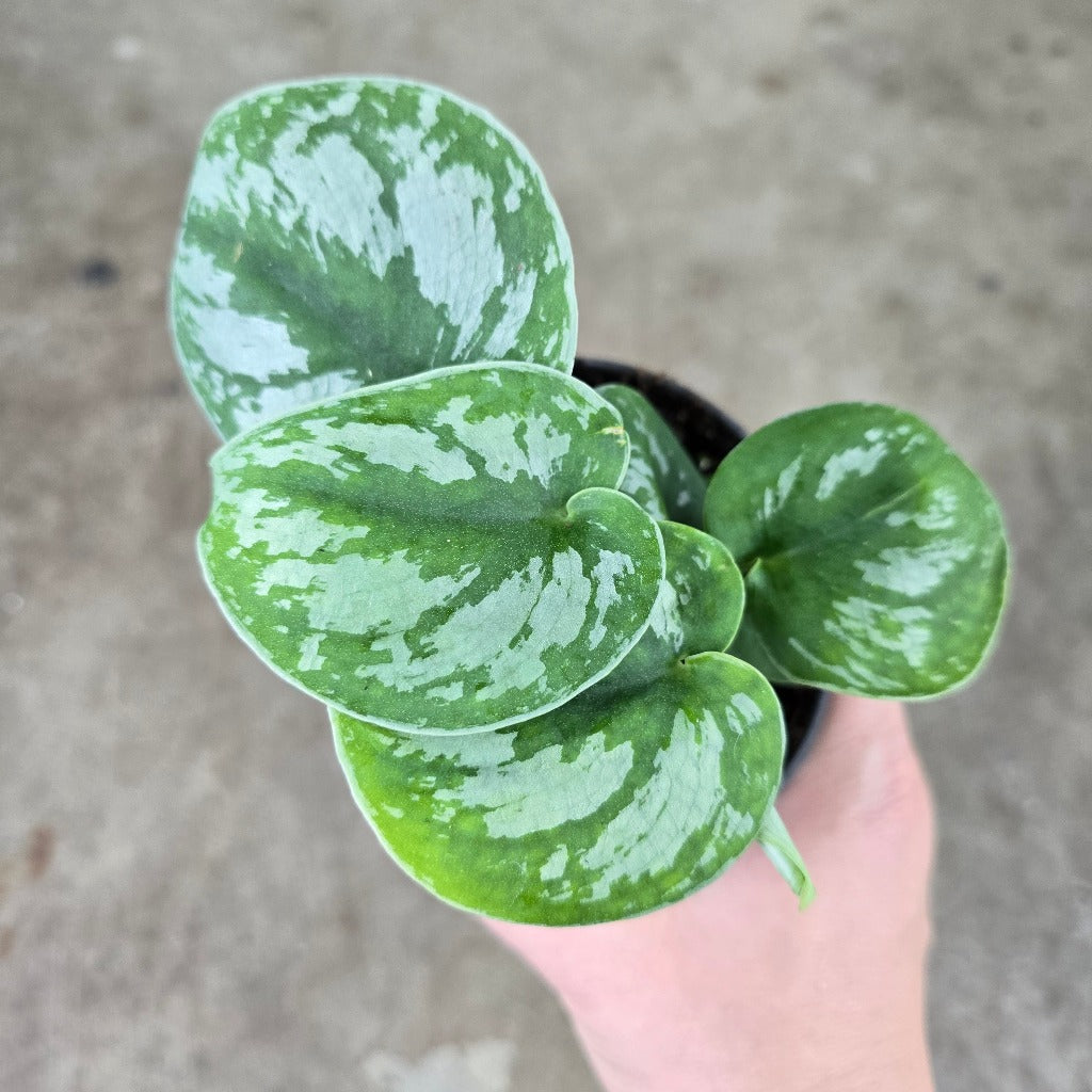 Scindapsus pictus 'Exotica' - 4" (rescue)