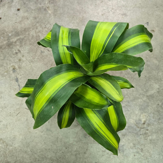 Dracaena fragrans massangeana - cane 6"