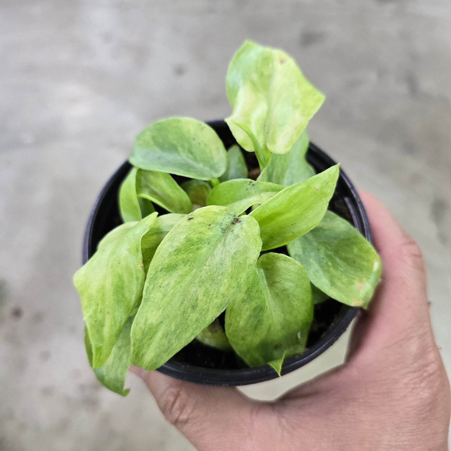 Philodendron 'Bob Cee Variegated' - 4"