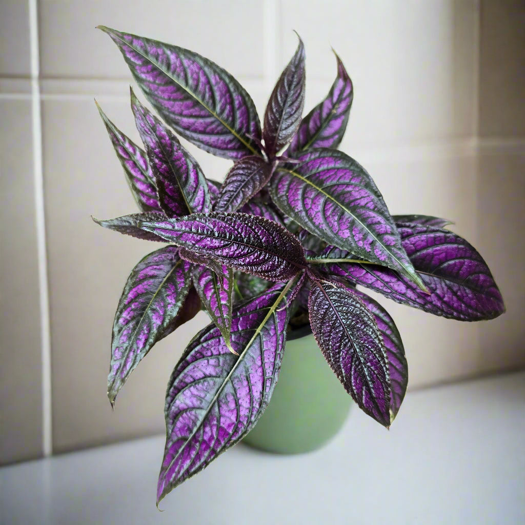 Strobilanthes dyerianus - 4"