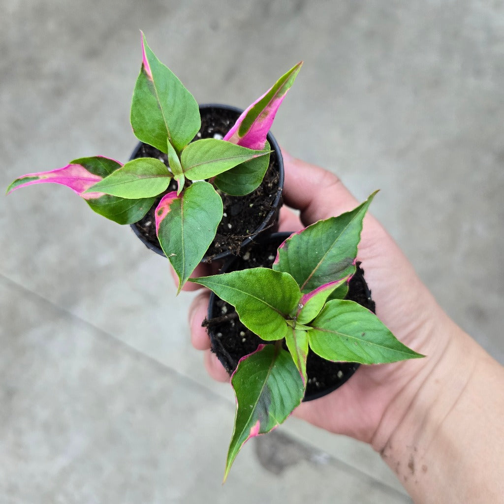 Alternanthera ficoidea 'Party time' - 2"