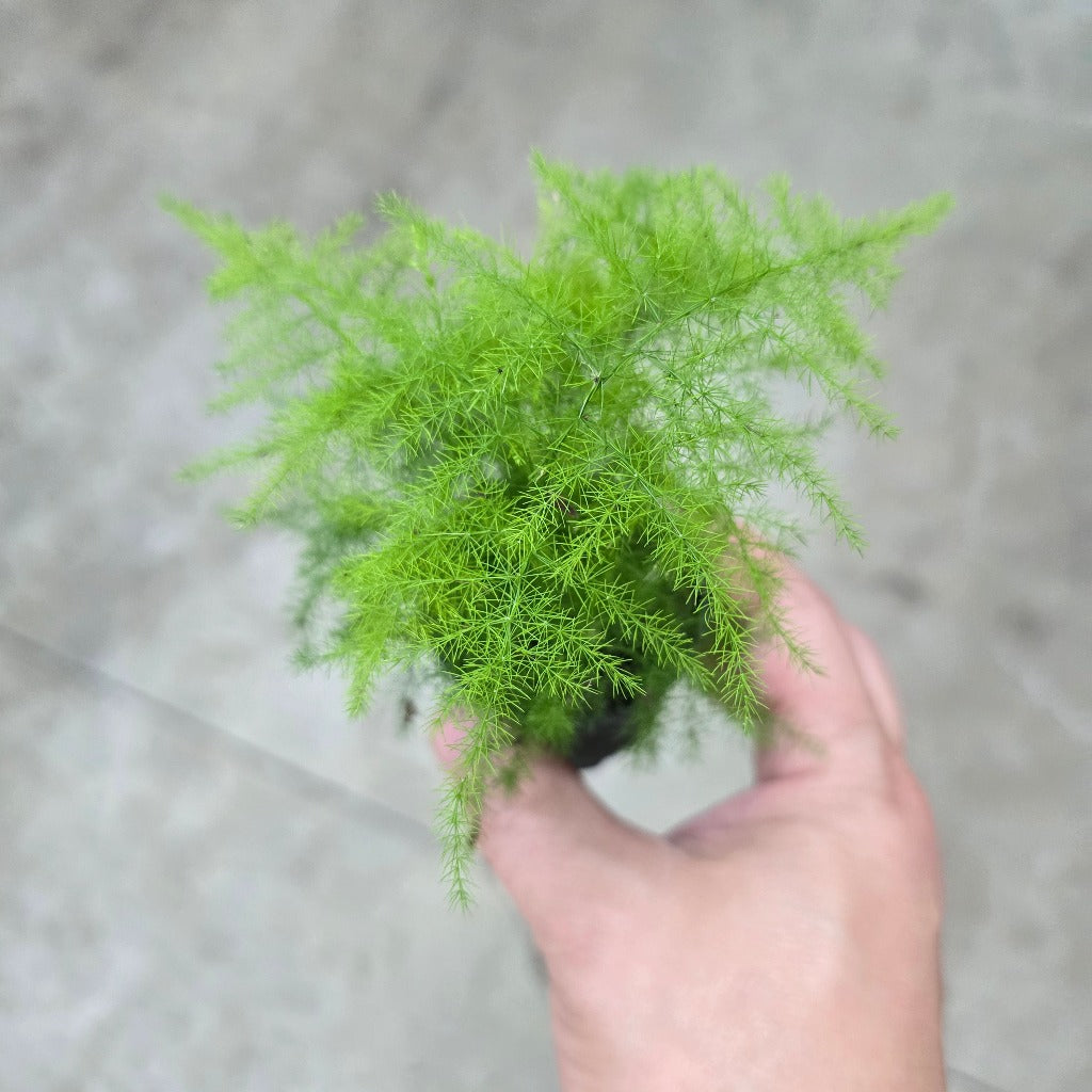 Asparagus plumosa - 2"
