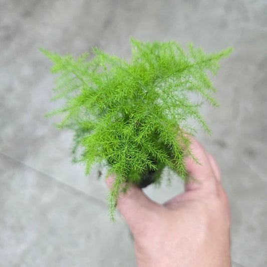 Asparagus plumosa - 2"