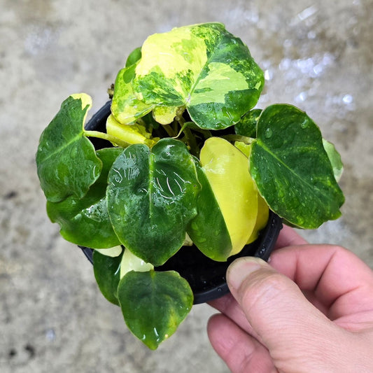 Philodendron burle marx variegated - 4"