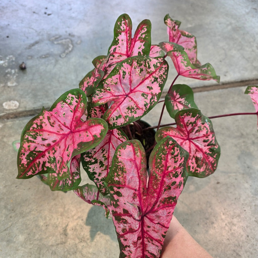 Caladium assorted - 6"
