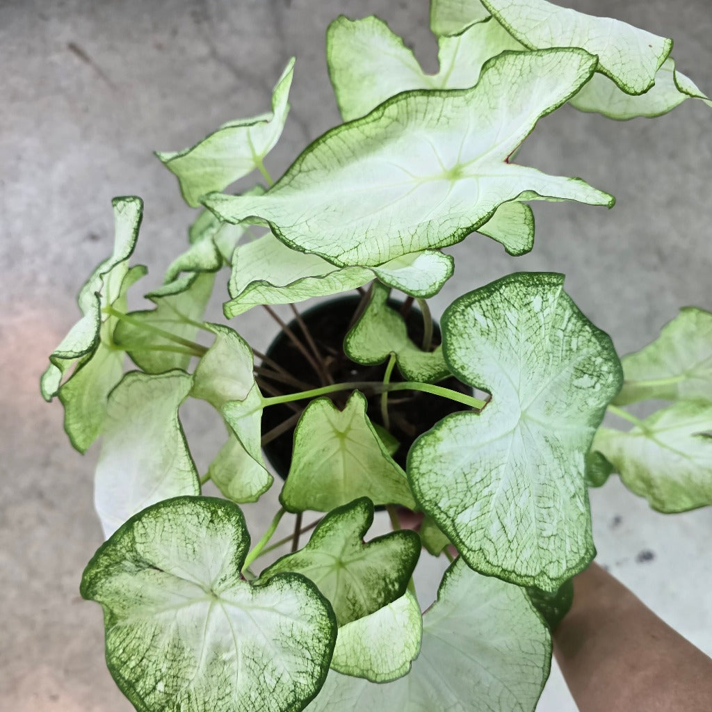 Caladium assorted - 6"