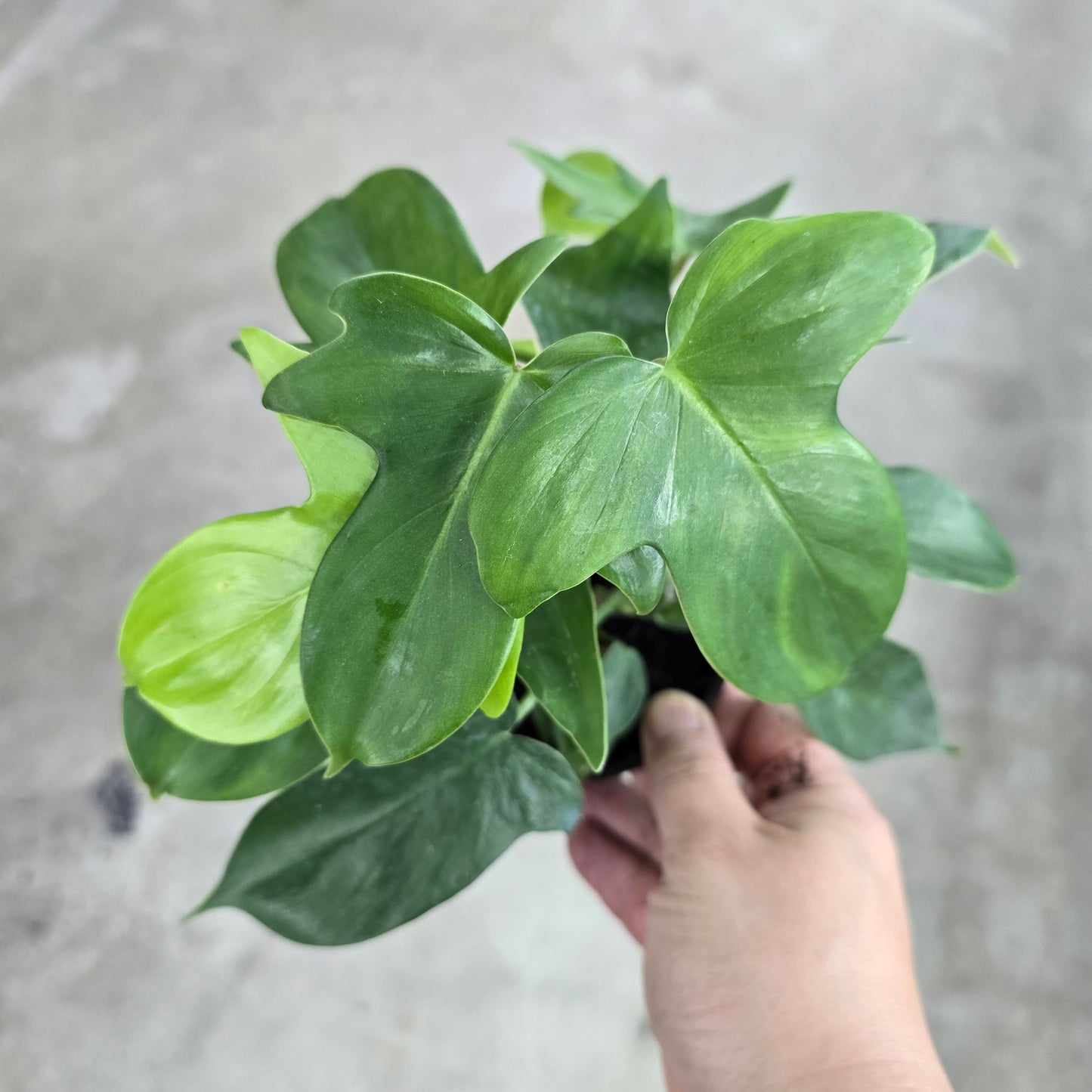 Philodendron pedatum - 4"