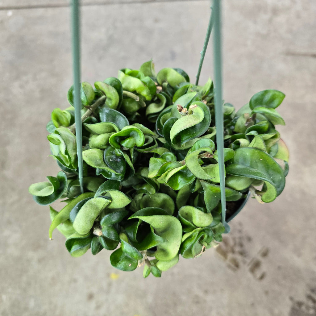 Hoya carnosa compacta - 6" HB