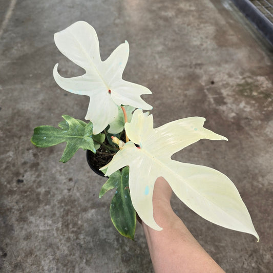 Philodendron florida ghost mint - 4"