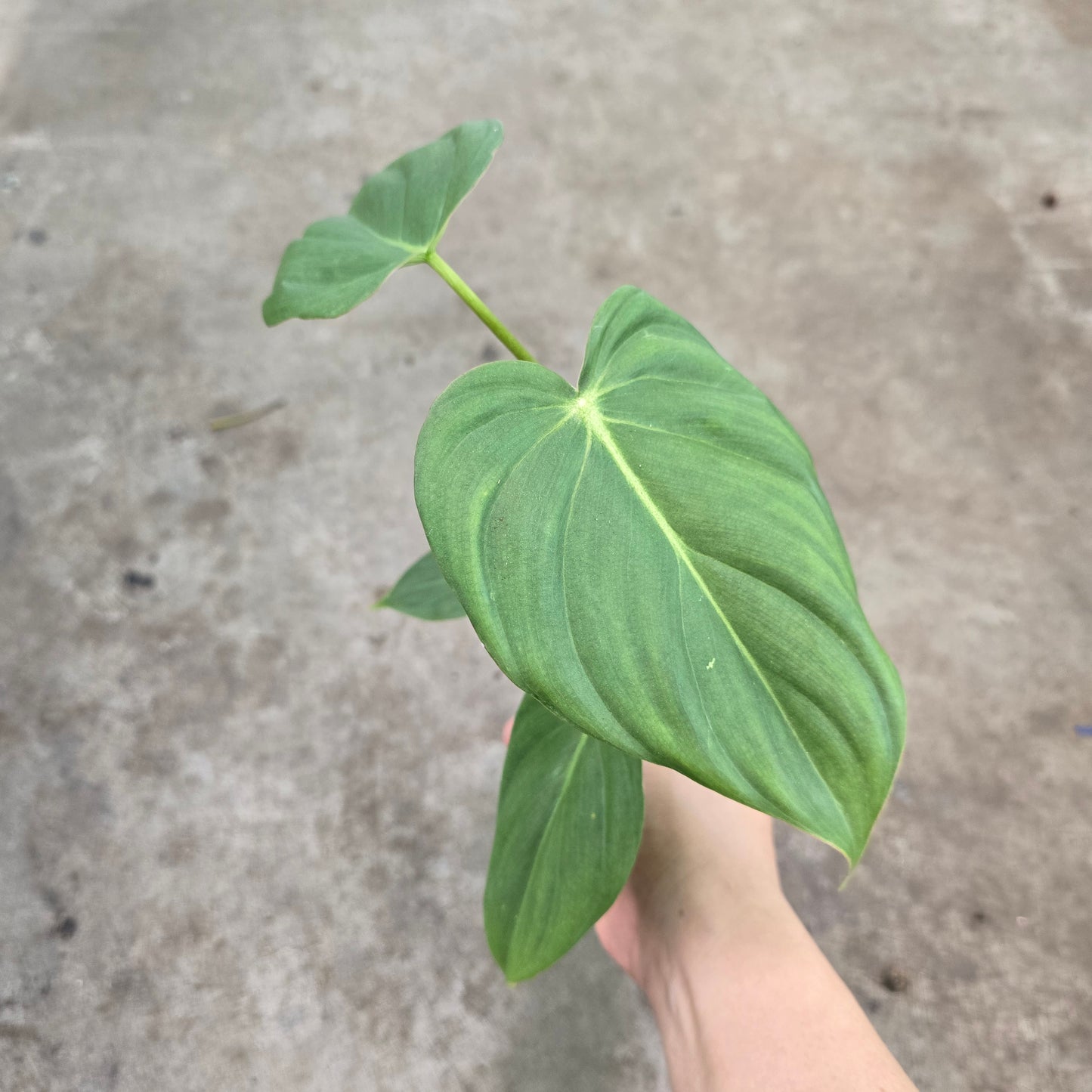 Philodendron 'McDowell' - 4"