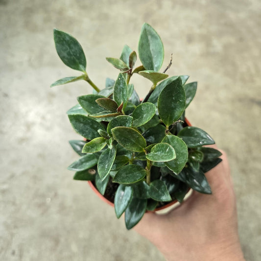 Nematanthus greg. 'Black Gold' - 4"