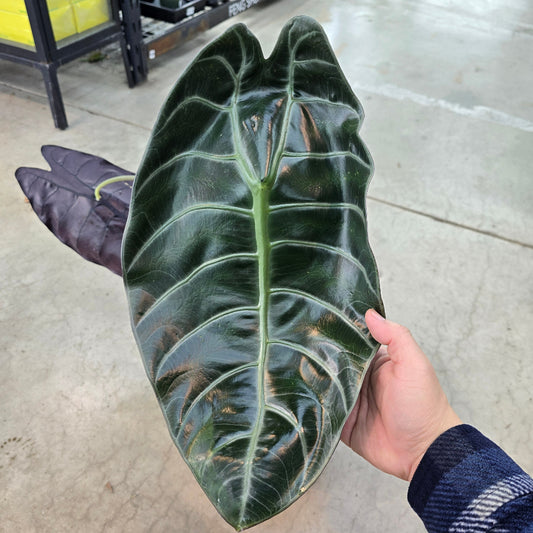 Alocasia watsoniana 'White Vein' - 2 gallon
