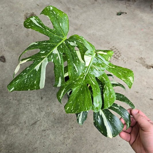 Monstera deliciosa 'Thai Constellation' -6" (HV)