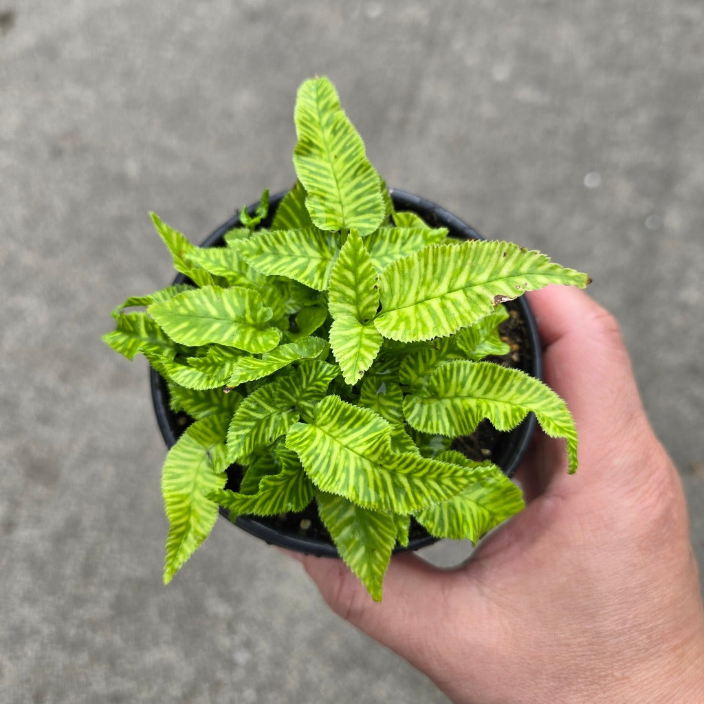 Golden Zebra Fern - 4"