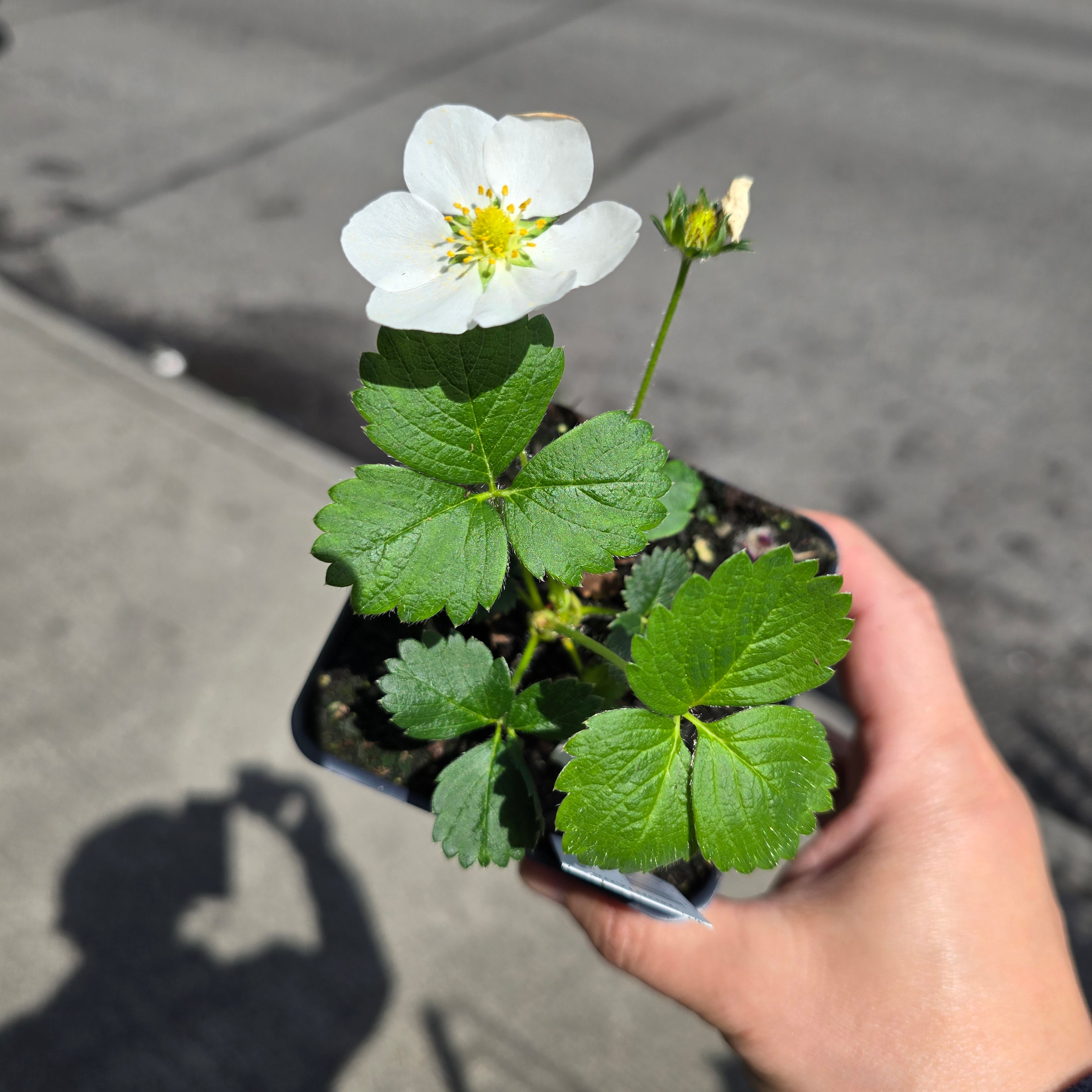 Strawberry - Montana 4"
