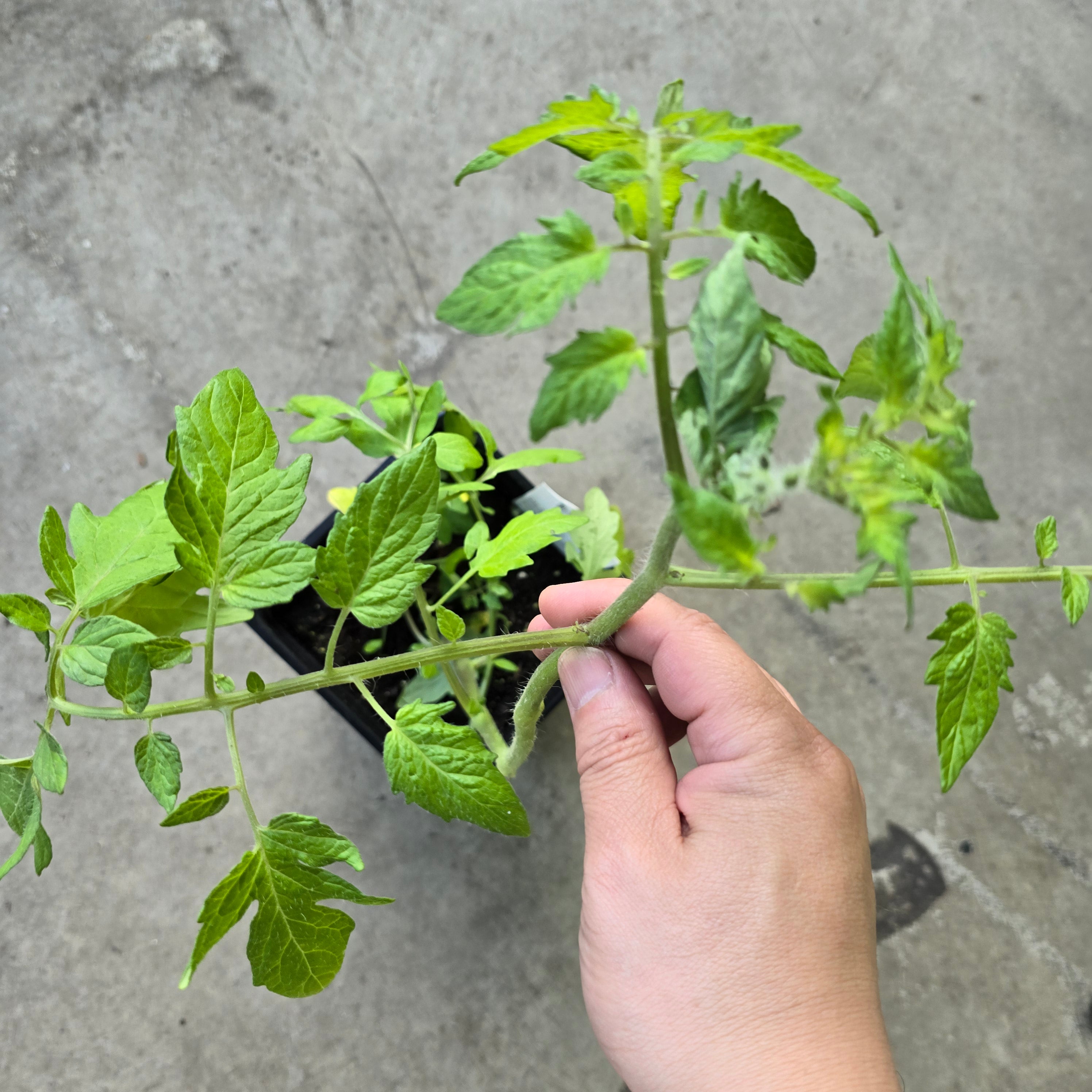 Tomato 'Sweet 100' - 5"