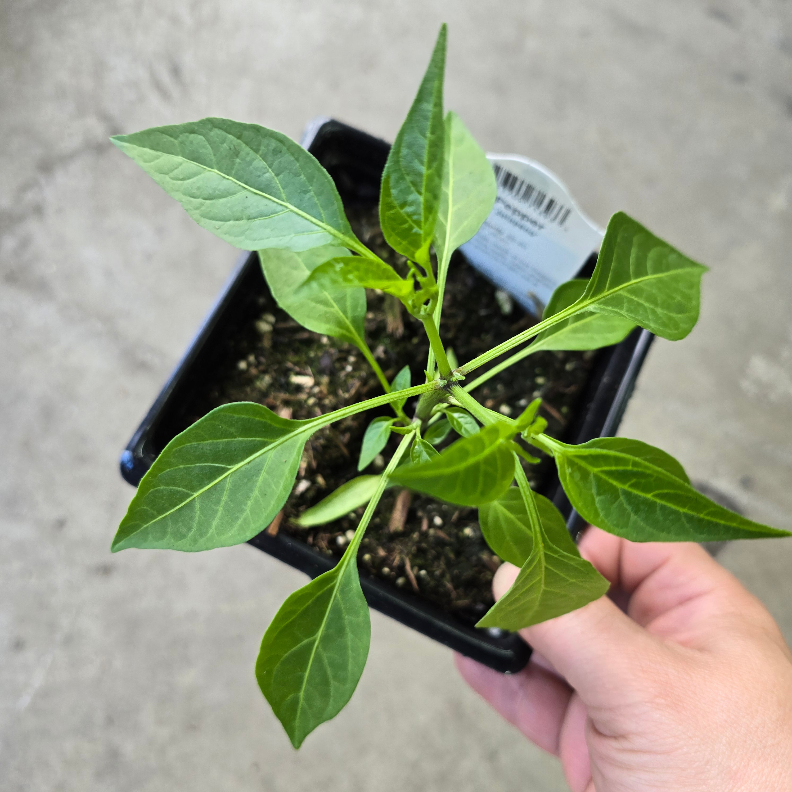 Jalepeno pepper - 5"
