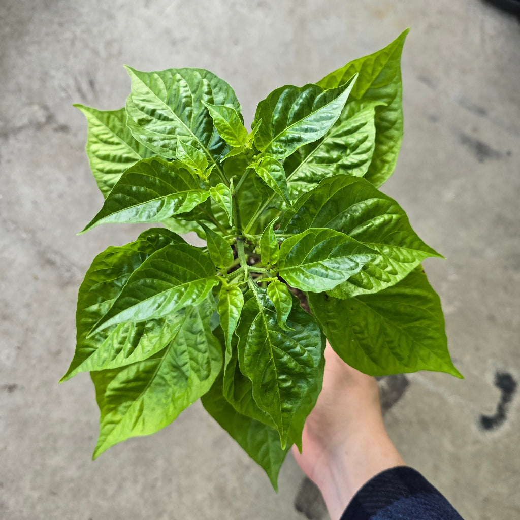 Habenero pepper - 5"