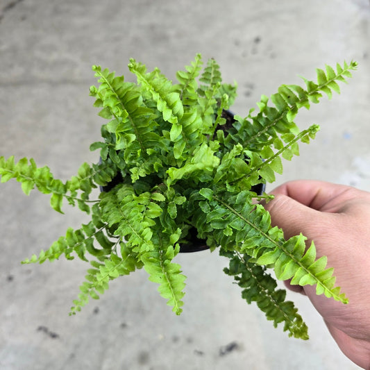 Boston Fern Mini - 4"