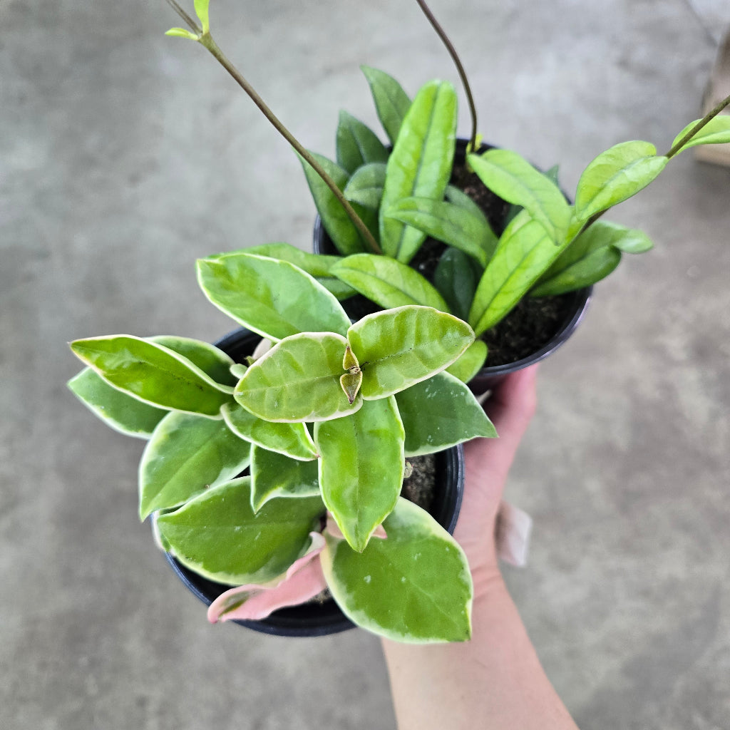Hoya - 4" (assorted)