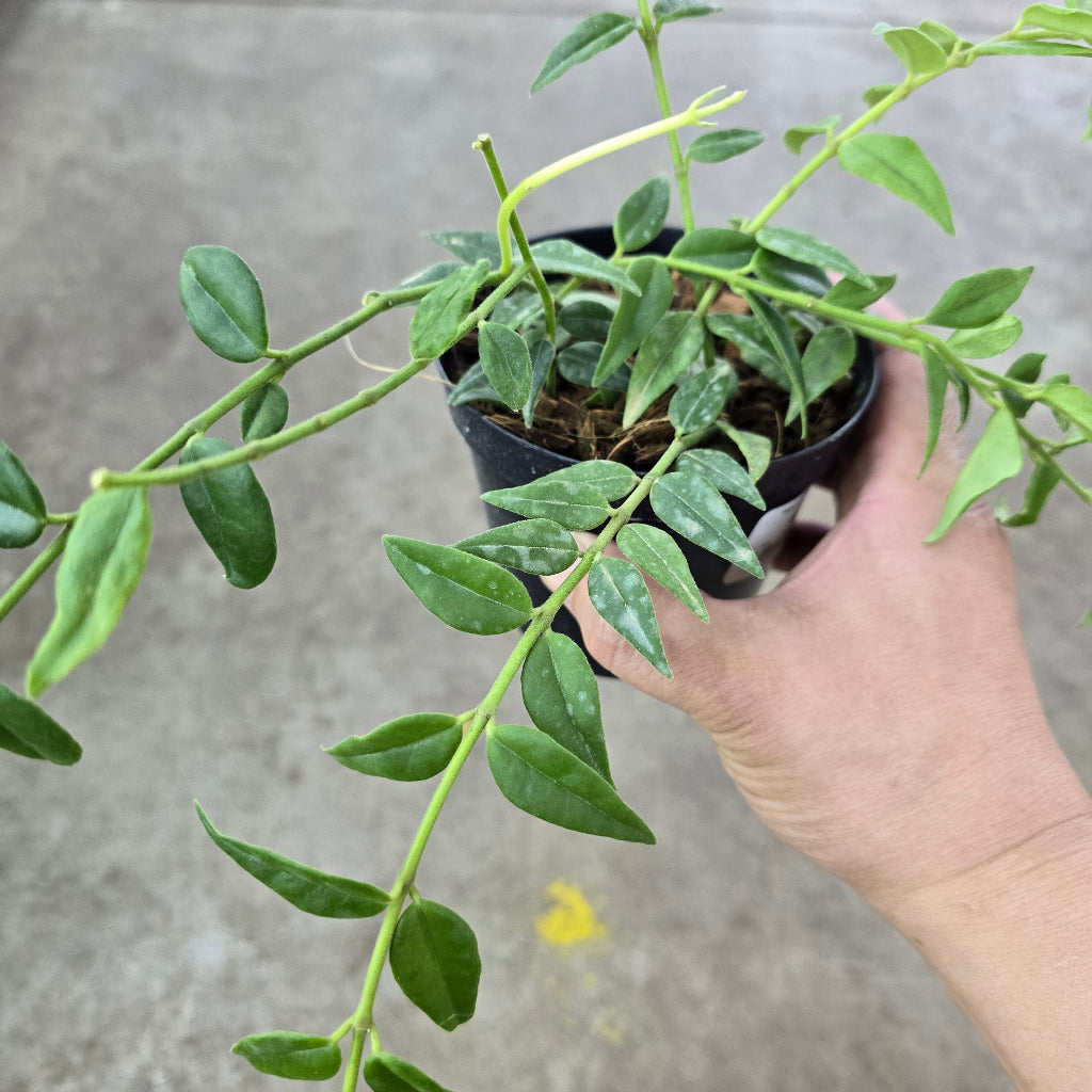 Hoya lanceolata 'Bella' - 4"
