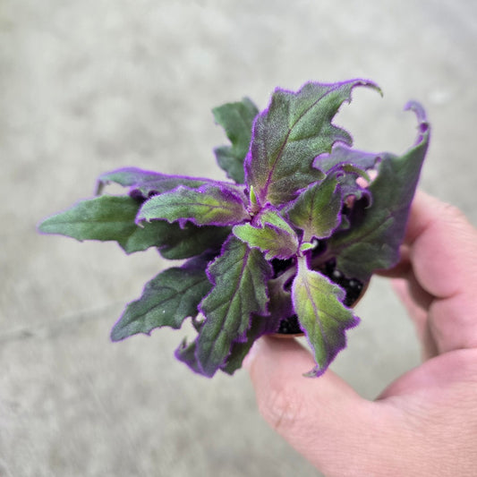 Gynura aurantiaca - 2"