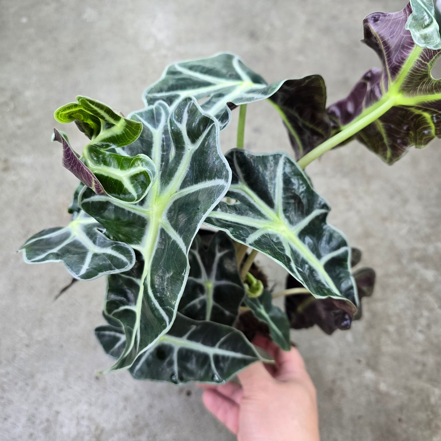 Alocasia amazonica Polly - 6"