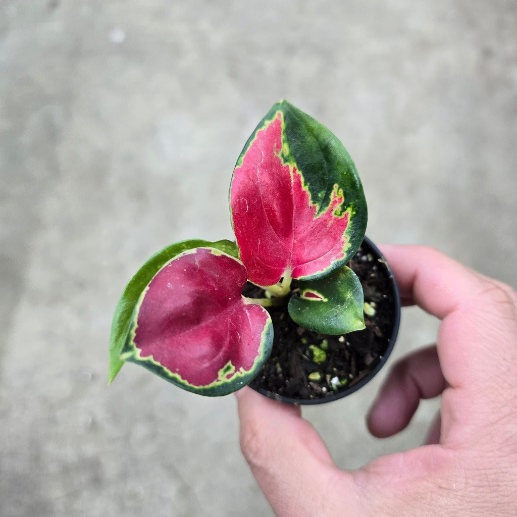 Aglaonema 'Suksom Jaipong' - 2"