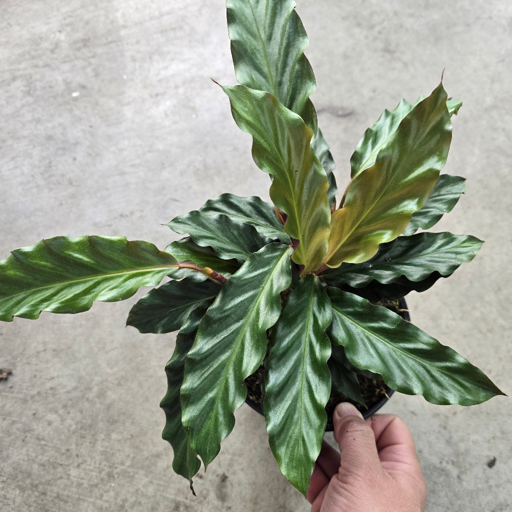 Calathea rufibarba - 6.5"