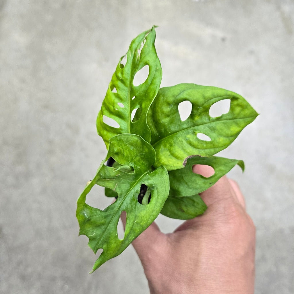 Monstera adansonii - 2"