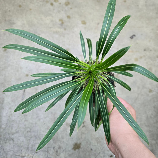 Pachypodium lamerei - 4"